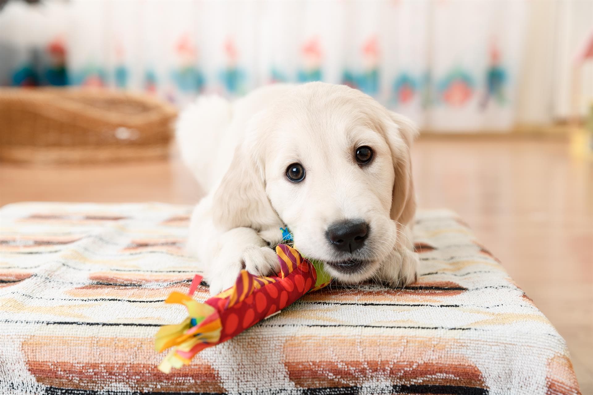 Todo en nutrición, complementos, accesorios… para mascotas